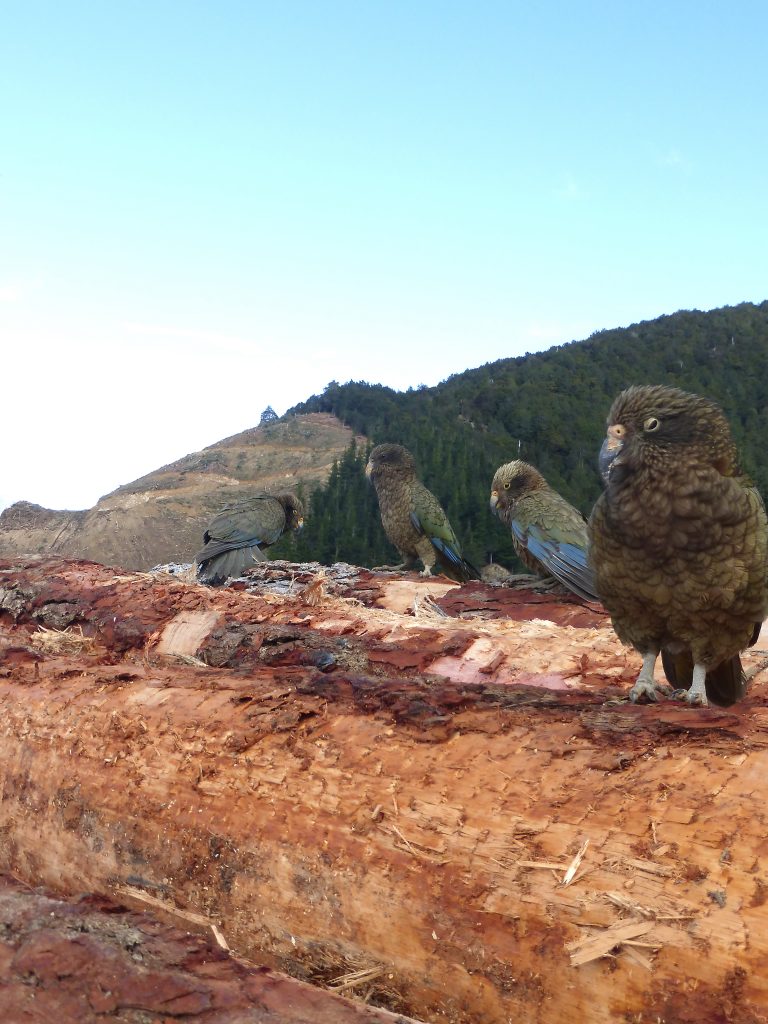 Curious kea investigate a logging site near Murchison (photo: Corey Mosen)